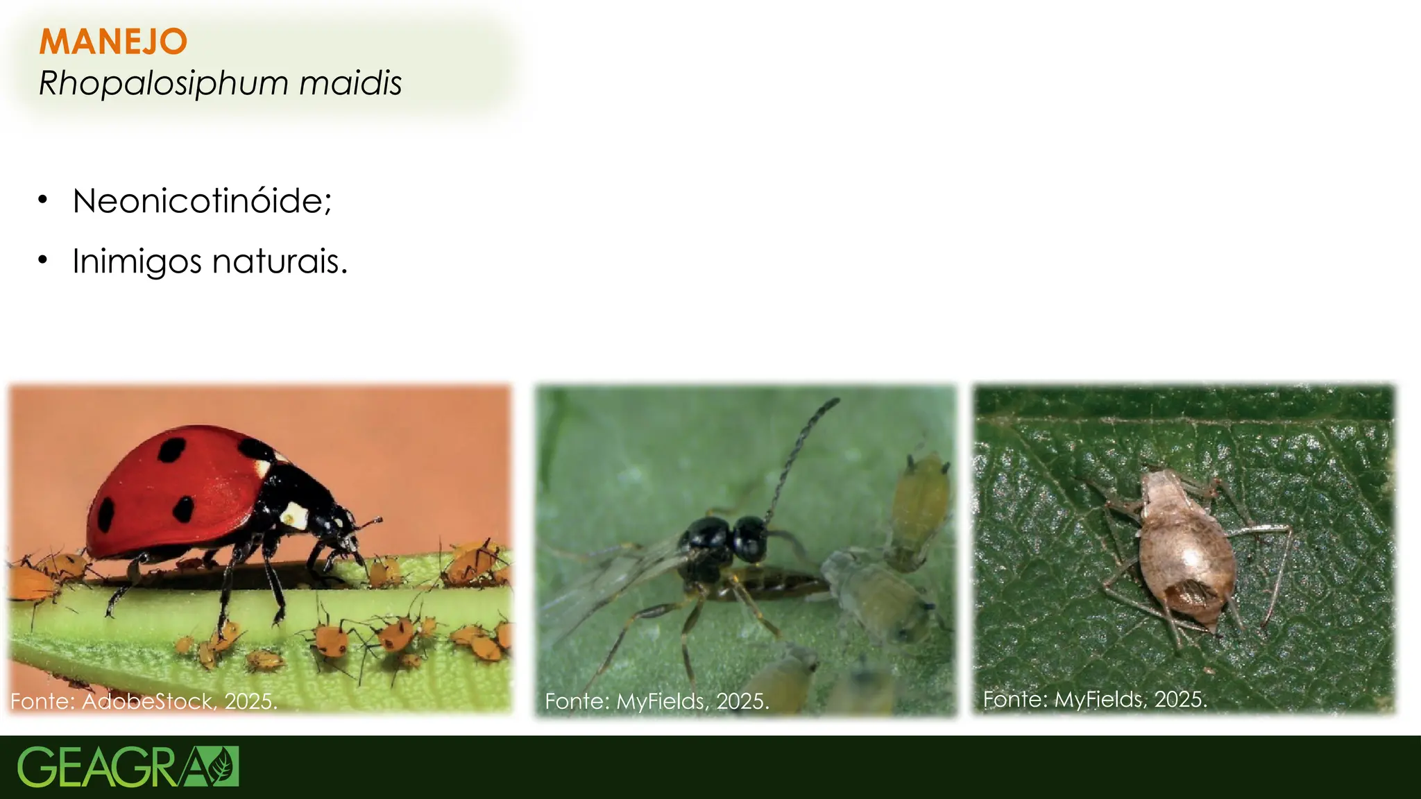 64
MANEJO
Rhopalosiphum maidis
• Neonicotinóide;
• Inimigos naturais.
Fonte: AdobeStock, 2025. Fonte: MyFields, 2025. Fonte: MyFields, 2025.
 