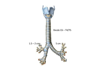Desde C6 – T4/T5




1.5 – 2 cms     5 cm
 