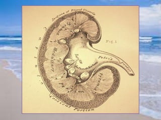 Manejo de la hiperkalemia