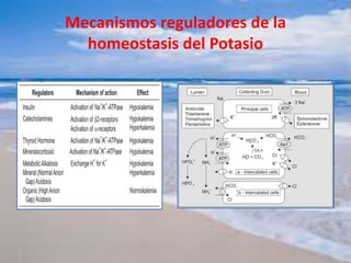 Mecanismos reguladores de la
homeostasis del Potasio
 