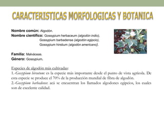 Nombre común: Algodón.
Nombre científico: Gossypium herbaceum (algodón indio),
Gossypium barbadense (algodón egipcio),
Gossypium hirstium (algodón americano).
Familia: Malváceas.
Género: Gossypium.
Especies de algodón más cultivadas:
1.-Gossypium hirsutum: es la especie más importante desde el punto de vista agrícola. De
esta especie se produce el 70% de la producción mundial de fibra de algodón.
2.-Gossypium barbadense: acá se encuentran los llamados algodones egipcios, los cuales
son de excelente calidad.
 