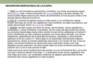 DESCRIPCIÓN MORFOLÓGICA DE LA PLANTA:
1.- RAIZ: La raíz principal es axonomorfa o pivotante. Las raíces secundarias siguen
una dirección más o menos horizontal. En suelos profundos y de buen drenaje, las
raíces pueden llegar hasta los dos metros de profundidad. En los de poco fondo o mal
drenaje apenas alcanzan los 50 cm.
• 2.-TALLO: La planta de algodón posee un tallo erecto y con ramificación regular.
Existen dos tipos de ramas, las vegetativas y las fructíferas. los tallos secundarios, que
parten del principal, tienen un desarrollo variable.
• 3. RAMAS: del tallo surgen dos tipos de ramas, denominadas ramas vegetativas o
monopolios, y ramas fructíferas o simpodios. De los nudos del tallo brotan las ramas,
se enumeran desde abajo hacia arriba, siendo el nudo de los cotiledones el número 0
(cero), identificado por dos cicatrices opuestas a la misma altura del tallo. Las ramas
vegetativas, dependiendo de la densidad de siembra, variedades u otros factores,
aparecen entre los nudos 4-7. Sobre ellas no se desarrollan directamente órganos
reproductivos, siendo su función solamente estructural y en número de dos o tres por
planta. Las ramas fructíferas se forman del sexto nudo hacia arriba y son más
delgadas que las anteriores, los sitios donde están los frutos se llaman posiciones, la
posición uno (1) es la más cercana al tallo.
• Cada nudo de la rama fructífera tiene dos yemas, en una se formará la flor y en la otra
una hoja, siendo la relación fruto-hoja 1:1 y solamente en las ramas vegetativas hay
más hojas que frutos. Las variedades modernas de algodón generalmente forman
solamente dos ramas vegetativas en toda la planta
 