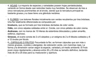 • 4. HOJAS: La mayoría de especies y variedades poseen hojas pentalobuladas,
variando en forma desde casi redondas hasta muy hendidas. Se observan de tres a
cinco nervaduras prominentes en el envés, siendo que la nervadura principal es
bastante gruesa y su base tiene una glándula nectárea.
•
• 5. FLORES: Los botones florales inicialmente son verdes recubiertos por tres brácteas.
Una flor totalmente diferenciada es compuesta por:
• Involucro, que es formado por tres brácteas dentadas de color verde.
• Cáliz, con cinco sépalas soldadas entre sí. Corola, con cinco pétalos de color crema.
• Androceo, con no menos de 10 hileras de estambres biloculados y polen amarillo,
esférico, espinoso.
• Gineceo, el ovario consta de 2 a 6 cárpelos y un estigma de 2 a 6 lóbulos soldados y 8
a 12 óvulos por lóculo.
• 6.- CÁPSULAS O FRUTOS: Fecundada la flor, se forman cápsulas que son más o
menos gruesas, ovoides o alargadas; de coloración verde, con manchas rojas. La
forma y la dimensión varían según la especie, variedad y el medio ambiente. El fruto
joven crece rápidamente y alcanza entre 20 y 25 días su tamaño definitivo, tardando
más de 20 a 25 días para su maduración y apertura.
•
 