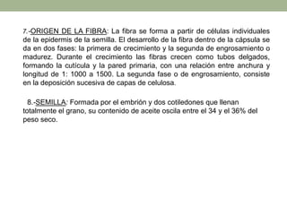 7.-ORIGEN DE LA FIBRA: La fibra se forma a partir de células individuales
de la epidermis de la semilla. El desarrollo de la fibra dentro de la cápsula se
da en dos fases: la primera de crecimiento y la segunda de engrosamiento o
madurez. Durante el crecimiento las fibras crecen como tubos delgados,
formando la cutícula y la pared primaria, con una relación entre anchura y
longitud de 1: 1000 a 1500. La segunda fase o de engrosamiento, consiste
en la deposición sucesiva de capas de celulosa.
8.-SEMILLA: Formada por el embrión y dos cotiledones que llenan
totalmente el grano, su contenido de aceite oscila entre el 34 y el 36% del
peso seco.
 