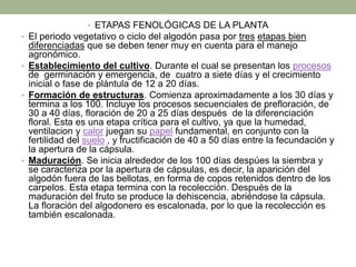 • ETAPAS FENOLÓGICAS DE LA PLANTA
• El periodo vegetativo o ciclo del algodón pasa por tres etapas bien
diferenciadas que se deben tener muy en cuenta para el manejo
agronómico.
• Establecimiento del cultivo. Durante el cual se presentan los procesos
de germinación y emergencia, de cuatro a siete días y el crecimiento
inicial o fase de plántula de 12 a 20 días.
• Formación de estructuras. Comienza aproximadamente a los 30 días y
termina a los 100. Incluye los procesos secuenciales de prefloración, de
30 a 40 días, floración de 20 a 25 días después de la diferenciación
floral. Esta es una etapa crítica para el cultivo, ya que la humedad,
ventilacion y calor juegan su papel fundamental, en conjunto con la
fertilidad del suelo , y fructificación de 40 a 50 días entre la fecundación y
la apertura de la cápsula.
• Maduración. Se inicia alrededor de los 100 días despúes la siembra y
se caracteriza por la apertura de cápsulas, es decir, la aparición del
algodón fuera de las bellotas, en forma de copos retenidos dentro de los
carpelos. Esta etapa termina con la recolección. Después de la
maduración del fruto se produce la dehiscencia, abriéndose la cápsula.
La floración del algodonero es escalonada, por lo que la recolección es
también escalonada.
 