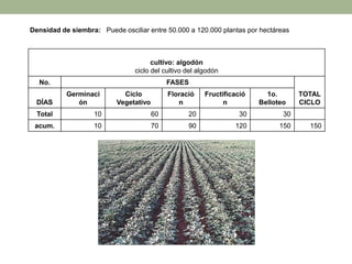 Densidad de siembra: Puede osciliar entre 50.000 a 120.000 plantas por hectáreas
cultivo: algodón
ciclo del cultivo del algodón
No. FASES
TOTAL
CICLO
DÍAS
Germinaci
ón
Ciclo
Vegetativo
Floració
n
Fructificació
n
1o.
Belloteo
Total 10 60 20 30 30
acum. 10 70 90 120 150 150
 