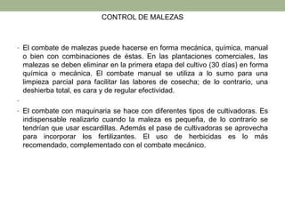 CONTROL DE MALEZAS
• El combate de malezas puede hacerse en forma mecánica, química, manual
o bien con combinaciones de éstas. En las plantaciones comerciales, las
malezas se deben eliminar en la primera etapa del cultivo (30 días) en forma
química o mecánica. El combate manual se utiliza a lo sumo para una
limpieza parcial para facilitar las labores de cosecha; de lo contrario, una
deshierba total, es cara y de regular efectividad.
•
• El combate con maquinaria se hace con diferentes tipos de cultivadoras. Es
indispensable realizarlo cuando la maleza es pequeña, de lo contrario se
tendrían que usar escardillas. Además el pase de cultivadoras se aprovecha
para incorporar los fertilizantes. El uso de herbicidas es lo más
recomendado, complementado con el combate mecánico.
 