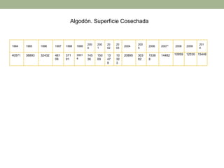 1994 1995 1996 1997 1998 1999
200
0
200
1
20
02
20
03
2004
200
5
2006 2007* 2008 2009
201
0
40571 38893 32432 481
06
371
91
3001
4
145
36
150
69
13
47
8
10
32
3
20895 303
82
1538
8
14482 10959 12530 15446
Algodón. Superficie Cosechada
 