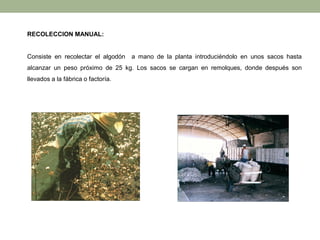 RECOLECCION MANUAL:
Consiste en recolectar el algodón a mano de la planta introduciéndolo en unos sacos hasta
alcanzar un peso próximo de 25 kg. Los sacos se cargan en remolques, donde después son
llevados a la fábrica o factoría.
 