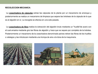 RECOLECCION MECANICA:
La cosechadora de cápsulas extrae las cápsulas de la planta por un mecanismo de arranque y
posteriormente se realiza un mecanismo de limpieza que separa las brácteas de la cápsula de lo que
es el algodón en sí. La recogida se efectúa en una sola pasada.
La cosechadora de fibra realiza la extracción del algodón bruto mediante un "husillo"de acero con
el cual arrastra mediante giro las fibras de algodón y hace que se separe por completo de la bráctea.
Posteriormente un mecanismo de la cosechadora denominado peines retiran las fibras de los husillos
o vástagos y las introducen mediante una trompa de aire a la tolva de la maquinaria.
 