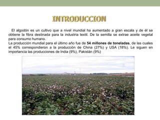 El algodón es un cultivo que a nivel mundial ha aumentado a gran escala y de él se
obtiene la fibra destinada para la industria textil. De la semilla se extrae aceite vegetal
para consumo humano.
La producción mundial para el último año fue de 54 millones de toneladas, de las cuales
el 45% correspondieron a la producción de China (27%) y USA (18%). Le siguen en
importancia las producciones de India (9%), Pakistán (9%)
 