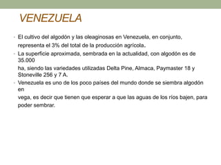 VENEZUELA
• El cultivo del algodón y las oleaginosas en Venezuela, en conjunto,
representa el 3% del total de la producción agrícola.
• La superficie aproximada, sembrada en la actualidad, con algodón es de
35.000
ha, siendo las variedades utilizadas Delta Pine, Almaca, Paymaster 18 y
Stoneville 256 y 7 A.
• Venezuela es uno de los poco países del mundo donde se siembra algodón
en
vega, es decir que tienen que esperar a que las aguas de los ríos bajen, para
poder sembrar.
 