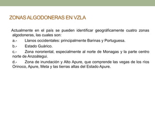 ZONASALGODONERAS EN VZLA
Actualmente en el país se pueden identificar geográficamente cuatro zonas
algodoneras, las cuales son:
a.- Llanos occidentales: principalmente Barinas y Portuguesa.
b.- Estado Guárico.
c.- Zona nororiental, especialmente al norte de Monagas y la parte centro
norte de Anzoátegui.
d.- Zona de inundación y Alto Apure, que comprende las vegas de los ríos
Orinoco, Apure, Meta y las tierras altas del Estado Apure.
 
