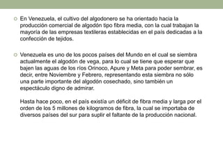  En Venezuela, el cultivo del algodonero se ha orientado hacia la
producción comercial de algodón tipo fibra media, con la cual trabajan la
mayoría de las empresas textileras establecidas en el país dedicadas a la
confección de tejidos.
 Venezuela es uno de los pocos países del Mundo en el cual se siembra
actualmente el algodón de vega, para lo cual se tiene que esperar que
bajen las aguas de los ríos Orinoco, Apure y Meta para poder sembrar, es
decir, entre Noviembre y Febrero, representando esta siembra no sólo
una parte importante del algodón cosechado, sino también un
espectáculo digno de admirar.
Hasta hace poco, en el país existía un déficit de fibra media y larga por el
orden de los 5 millones de kilogramos de fibra, la cual se importaba de
diversos países del sur para suplir el faltante de la producción nacional.
 