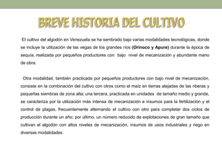 El cultivo del algodón en Venezuela se ha sembrado bajo varias modalidades tecnológicas, donde
se incluye la utilización de las vegas de los grandes ríos (Orinoco y Apure) durante la época de
sequía, realizada por pequeños productores con bajo nivel de mecanización y abundante mano
de obra.
Otra modalidad, también practicada por pequeños productores con bajo nivel de mecanización,
consiste en la combinación del cultivo con otros como el maíz en tierras alejadas de las riberas y
pequeñas siembras de zona alta; una tercera, practicada en unidades de tamaño medio y grande,
se caracteriza por la utilización más intensa de mecanización e insumos para la fertilización y el
control de plagas, frecuentemente alternando el cultivo con otro para completar dos ciclos de
producción durante un año; por último, un número reducido de explotaciones de gran tamaño que
cultivan el algodón con altos niveles de mecanización, insumos de usos industriales y riego en
diversas modalidades.
 