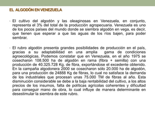 EL ALGODÓN EN VENEZUELA
• El cultivo del algodón y las oleaginosas en Venezuela, en conjunto,
representa el 3% del total de la producción agropecuaria. Venezuela es uno
de los pocos países del mundo donde se siembra algodón en vega, es decir,
que tienen que esperar a que las aguas de los ríos bajen, para poder
sembrar.
• El rubro algodón presenta grandes posibilidades de producción en el país,
gracias a su adaptabilidad en una amplia gama de condiciones
agroecológicas. Podemos constatar que en Venezuela, en el año 1975 se
cosecharon 108.500 ha de algodón en rama (fibra + semilla) con una
producción de 40.325.728 Kg. de fibra, exportándose el excedente obtenido.
En la campaña algodonera 2000 se cosecharon sólo 20.000 ha de algodón,
para una producción de 24888 Kg de fibras, lo cual no satisface la demanda
de los industriales que procesan unas 75.000 TM de fibras al año. Esta
disminución considerable se debe a la baja rentabilidad del cultivo, a los altos
precios de los insumos, falta de políticas agrícolas coherentes y dificultad
para conseguir mano de obra, lo cual influye de manera determinante en
desestimular la siembra de este rubro.
 