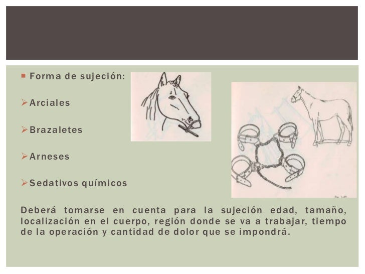 Manejo del animal y técnicas de sujeción final