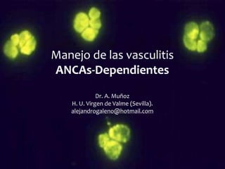 Manejo de las vasculitis
ANCAs-Dependientes
             Dr. A. Muñoz
   H. U. Virgen de Valme (Sevilla).
   alejandrogaleno@hotmail.com
 