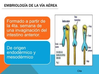 EMBRIOLOGÍA DE LA VÍA AÉREA
Formado a partir de
la 4ta. semana de
una invaginación del
intestino anterior.
De origen
endodérmico y
mesodérmico
Cita
 