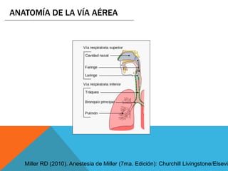 Miller RD (2010). Anestesia de Miller (7ma. Edición): Churchill Livingstone/Elsevie
ANATOMÍA DE LA VÍA AÉREA
 