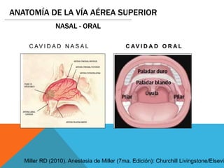 C AV I D A D N A S A L C AV I D A D O R A L
Miller RD (2010). Anestesia de Miller (7ma. Edición): Churchill Livingstone/Elsevie
ANATOMÍA DE LA VÍA AÉREA SUPERIOR
NASAL - ORAL
 