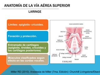 Limites: epiglotis- cricoides.
Fonación y protección.
Entramado de cartílagos
(epiglotis, tiroides, cricoides y
los cartílagos posteriores)
Músculos clasificados según
efecto en las curdas vocales.
ANATOMÍA DE LA VÍA AÉREA SUPERIOR
LARINGE
Miller RD (2010). Anestesia de Miller (7ma. Edición): Churchill Livingstone/Elsevie
 