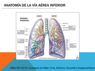 ANATOMÍA DE LA VÍA AÉREA INFERIOR
Miller RD (2010). Anestesia de Miller (7ma. Edición): Churchill Livingstone/Elsevie
 