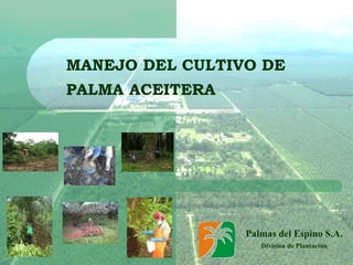 MANEJO DEL CULTIVO DE
PALMA ACEITERA
Palmas del Espino S.A.
División de Plantación
 