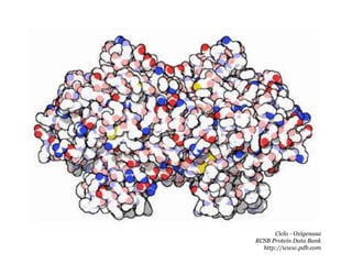 Ciclo - Oxigenasa
RCSB Protein Data Bank
http://www.pdb.com
 