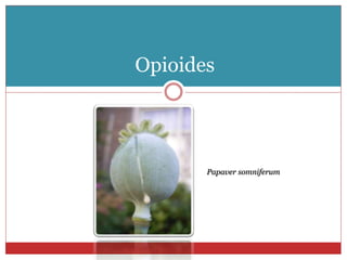 Opioides
Papaver somniferum
 
