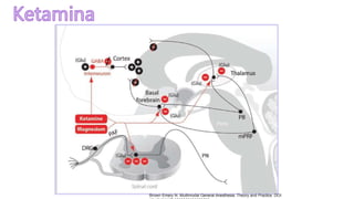 Brown Emery N. Multimodal General Anesthesia: Theory and Practice. DOI:
 