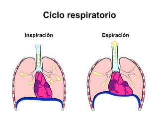 Ciclo respiratorio

Inspiración          Espiración
 