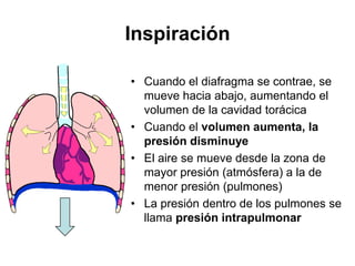 Inspiración

• Cuando el diafragma se contrae, se
  mueve hacia abajo, aumentando el
  volumen de la cavidad torácica
• Cuando el volumen aumenta, la
  presión disminuye
• El aire se mueve desde la zona de
  mayor presión (atmósfera) a la de
  menor presión (pulmones)
• La presión dentro de los pulmones se
  llama presión intrapulmonar
 