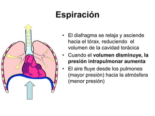 Espiración

 • El diafragma se relaja y asciende
   hacia el tórax, reduciendo el
   volumen de la cavidad torácica
 • Cuando el volumen disminuye, la
   presión intrapulmonar aumenta
 • El aire fluye desde los pulmones
   (mayor presión) hacia la atmósfera
   (menor presión)
 