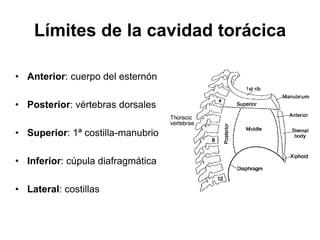 Límites de la cavidad torácica

• Anterior: cuerpo del esternón

• Posterior: vértebras dorsales

• Superior: 1ª costilla-manubrio

• Inferior: cúpula diafragmática

• Lateral: costillas
 