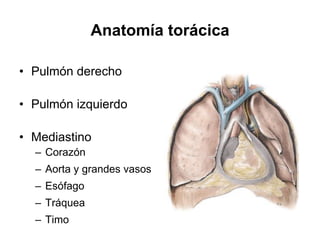 Anatomía torácica

• Pulmón derecho

• Pulmón izquierdo

• Mediastino
  – Corazón
  – Aorta y grandes vasos
  – Esófago
  – Tráquea
  – Timo
 