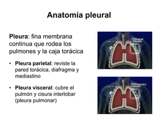 Anatomía pleural

Pleura: fina membrana
continua que rodea los
pulmones y la caja torácica
• Pleura parietal: reviste la
  pared torácica, diafragma y
  mediastino

• Pleura visceral: cubre el
  pulmón y cisura interlobar
  (pleura pulmonar)
 