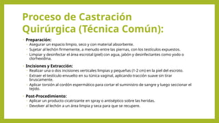 • Preparación:
• Asegurar un espacio limpio, seco y con material absorbente.
• Sujetar al lechón firmemente, a menudo entre las piernas, con los testículos expuestos.
• Limpiar y desinfectar el área escrotal (piel) con agua, jabón y desinfectantes como yodo o
clorhexidina.
• Incisiones y Extracción:
• Realizar una o dos incisiones verticales limpias y pequeñas (1-2 cm) en la piel del escroto.
• Extraer el testículo envuelto en su túnica vaginal, aplicando tracción suave sin tirar
bruscamente.
• Aplicar torsión al cordón espermático para cortar el suministro de sangre y luego seccionar el
tejido.
• Post-Procedimiento:
• Aplicar un producto cicatrizante en spray o antiséptico sobre las heridas.
• Devolver al lechón a un área limpia y seca para que se recupere.
Proceso de Castración
Quirúrgica (Técnica Común):
 