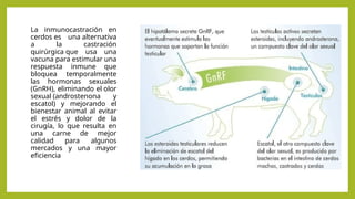 La inmunocastración en
cerdos es una alternativa
a la castración
quirúrgica que usa una
vacuna para estimular una
respuesta inmune que
bloquea temporalmente
las hormonas sexuales
(GnRH), eliminando el olor
sexual (androstenona y
escatol) y mejorando el
bienestar animal al evitar
el estrés y dolor de la
cirugía, lo que resulta en
una carne de mejor
calidad para algunos
mercados y una mayor
eficiencia
 