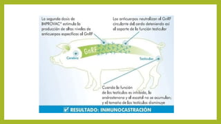 prácticas de manejo correcto en lechones