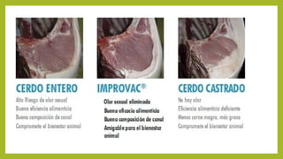 prácticas de manejo correcto en lechones