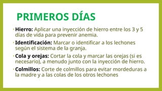 PRIMEROS DÍAS
• Hierro: Aplicar una inyección de hierro entre los 3 y 5
días de vida para prevenir anemia.
• Identificación: Marcar o identificar a los lechones
según el sistema de la granja.
• Cola y orejas: Cortar la cola y marcar las orejas (si es
necesario), a menudo junto con la inyección de hierro.
• Colmillos: Corte de colmillos para evitar mordeduras a
la madre y a las colas de los otros lechones
 
