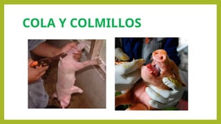 COLA Y COLMILLOS
 