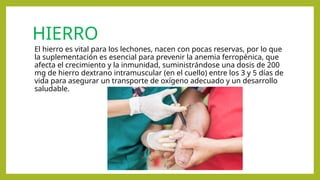 HIERRO
El hierro es vital para los lechones, nacen con pocas reservas, por lo que
la suplementación es esencial para prevenir la anemia ferropénica, que
afecta el crecimiento y la inmunidad, suministrándose una dosis de 200
mg de hierro dextrano intramuscular (en el cuello) entre los 3 y 5 días de
vida para asegurar un transporte de oxígeno adecuado y un desarrollo
saludable.
 