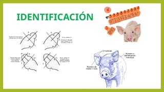 IDENTIFICACIÓN
 