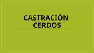 CASTRACIÓN
CERDOS
 