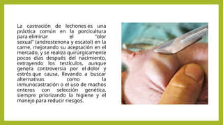 La castración de lechones es una
práctica común en la porcicultura
para eliminar el "olor
sexual" (androstenona y escatol) en la
carne, mejorando su aceptación en el
mercado, y se realiza quirúrgicamente
pocos días después del nacimiento,
extrayendo los testículos, aunque
genera controversia por el dolor y
estrés que causa, llevando a buscar
alternativas como la
inmunocastración o el uso de machos
enteros con selección genética,
siempre priorizando la higiene y el
manejo para reducir riesgos.
 