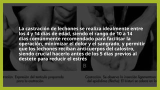 La castración de lechones se realiza idealmente entre
los 4 y 14 días de edad, siendo el rango de 10 a 14
días comúnmente recomendado para facilitar la
operación, minimizar el dolor y el sangrado, y permitir
que los lechones reciban anticuerpos del calostro,
siendo crucial hacerlo antes de los 5 días previos al
destete para reducir el estrés
 