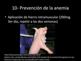 10- Prevención de la anemia
• Aplicación de hierro intramuscular (200mg.
3er día, repetir a las dos semanas)
http://www.pr...