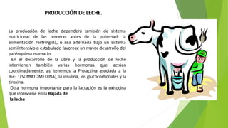 PRODUCCIÓN DE LECHE. 
La producción de leche dependerá también de sistema 
nutricional de las terneras antes de la puberta...